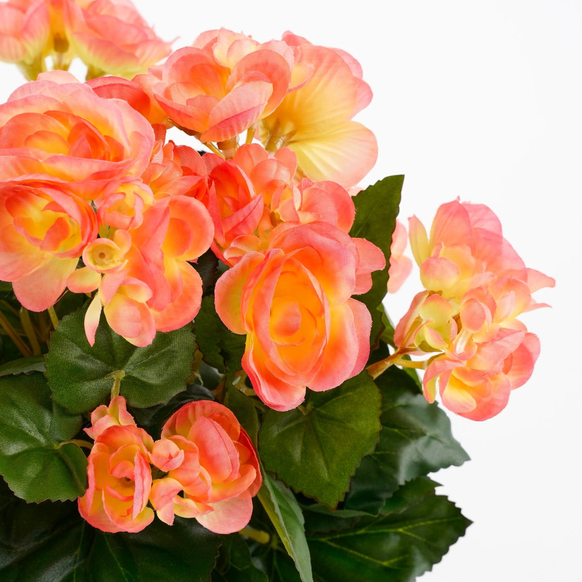 Azalea Flower Plant In Pot- Orange