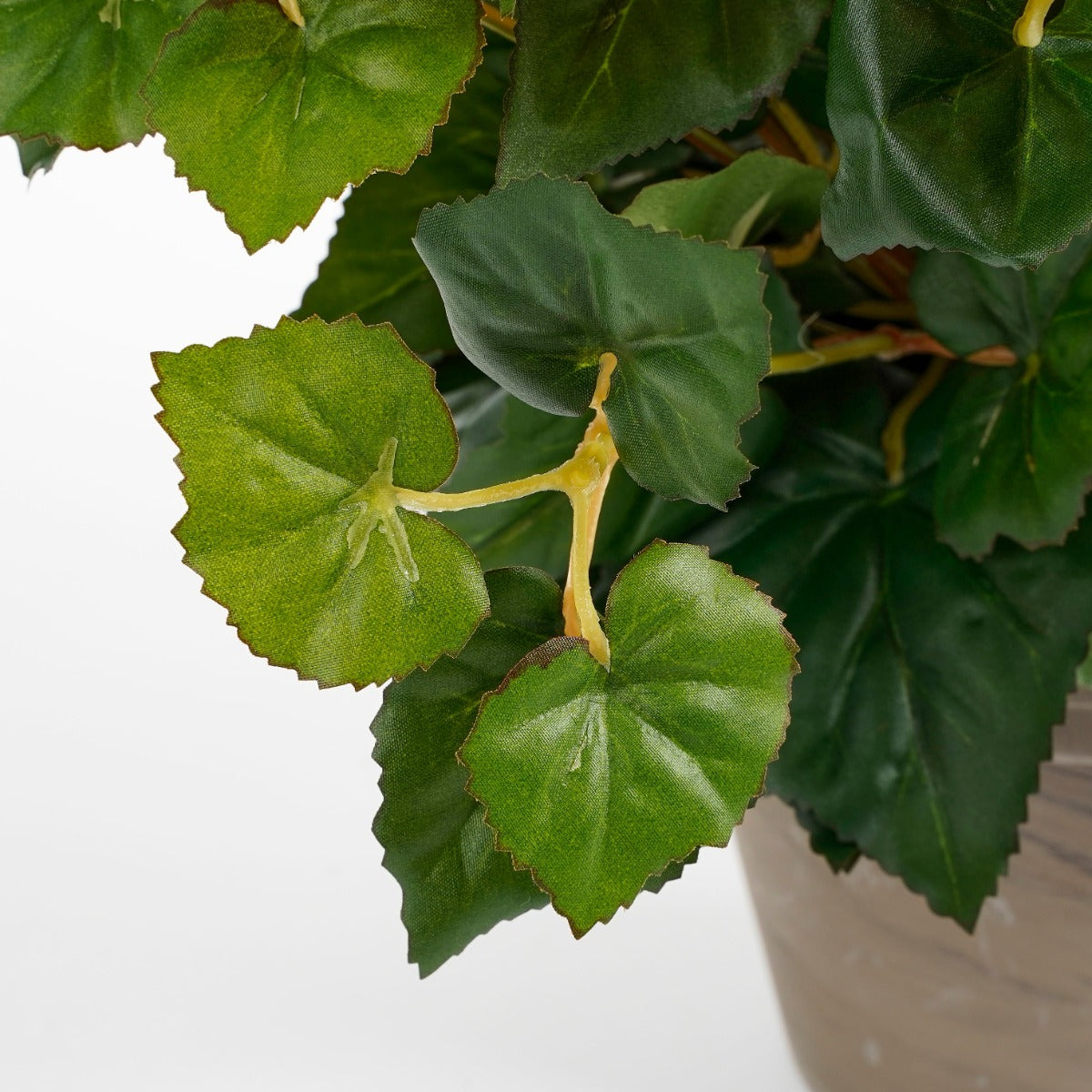 Azalea Flower Plant In Pot- Orange