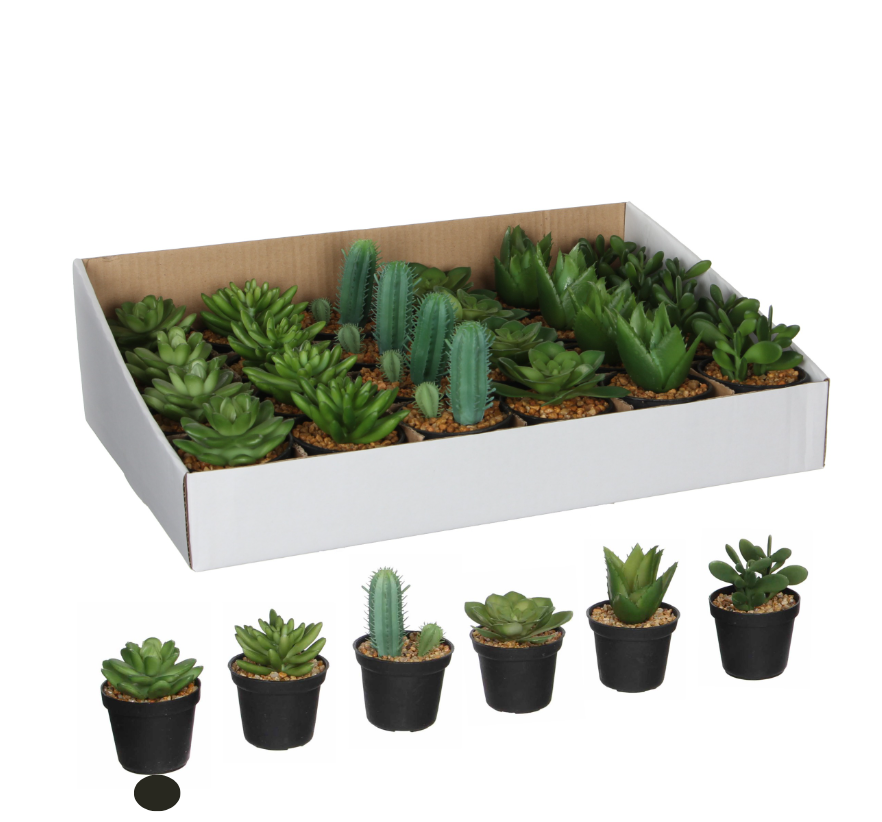 Succulent Plant In Pot-Green