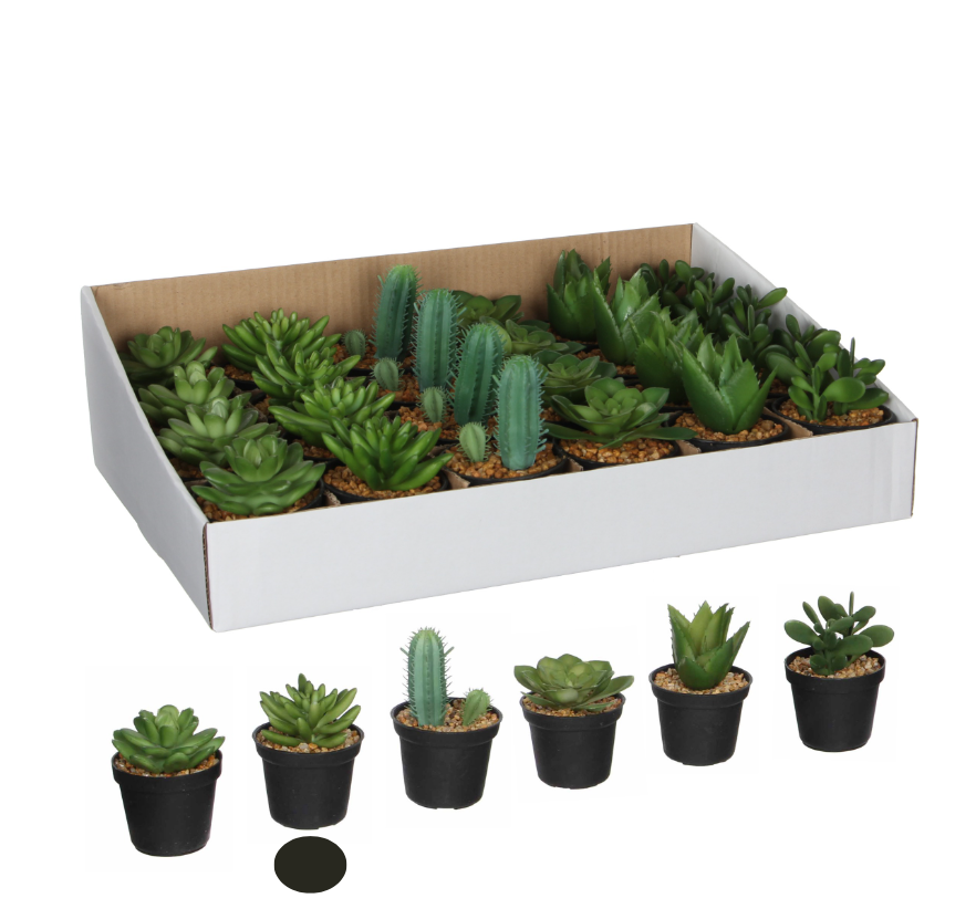 Succulent In Pot - Green