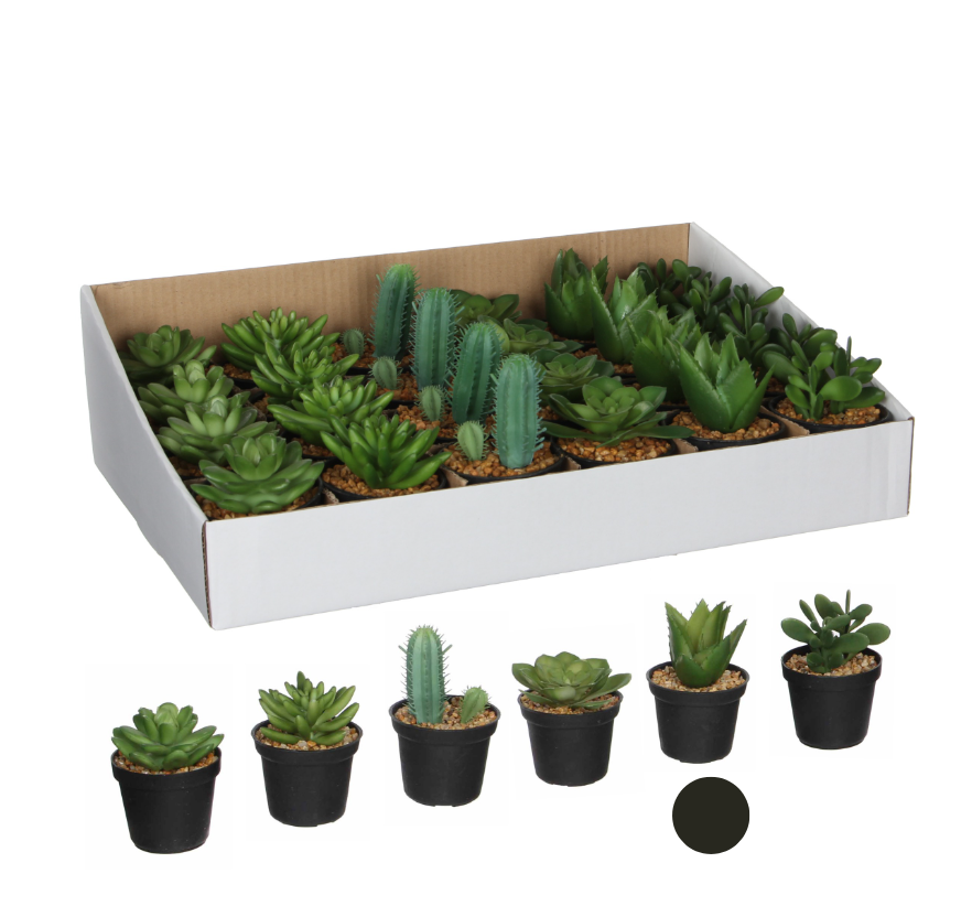Succulent In Pot - Green
