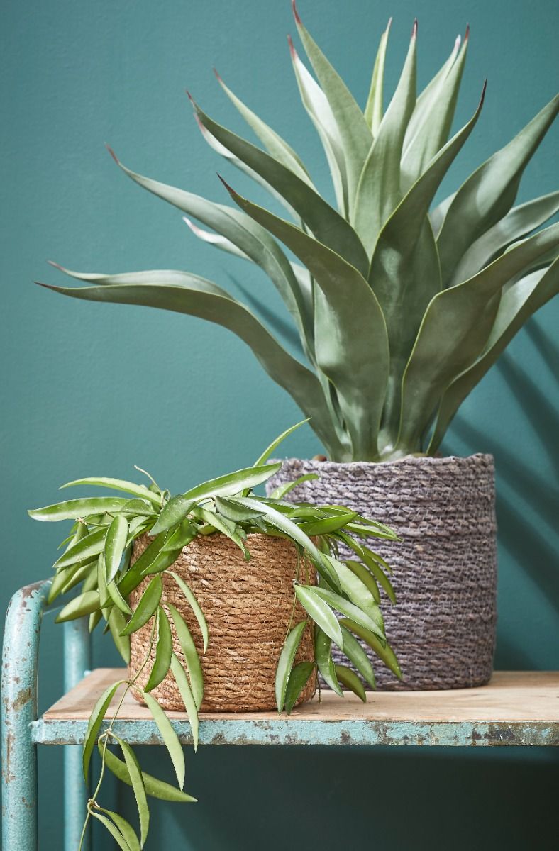 Artificial Agave In Pot - Green