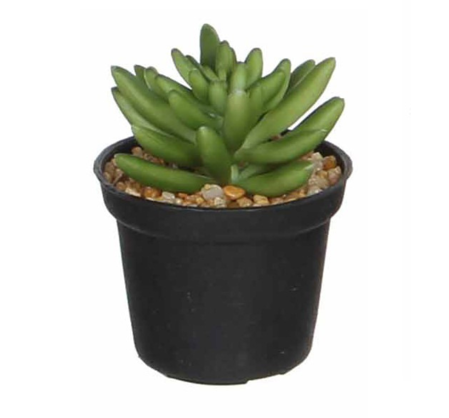 Succulent In Pot - Green