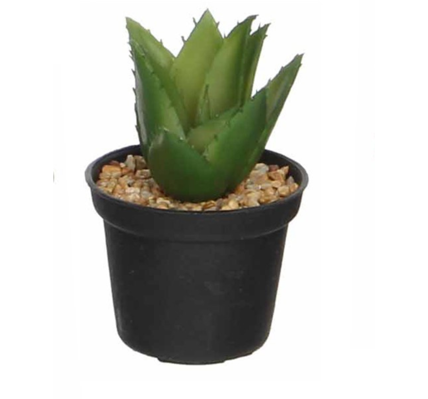 Succulent In Pot - Green