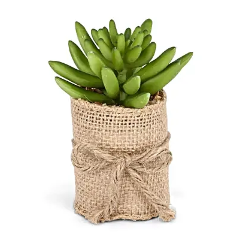 Succulent in Pot - Green