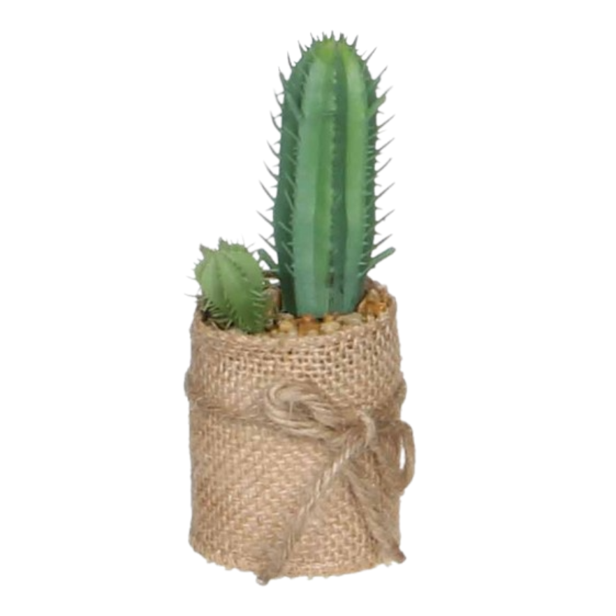 Succulent In Pot - Green