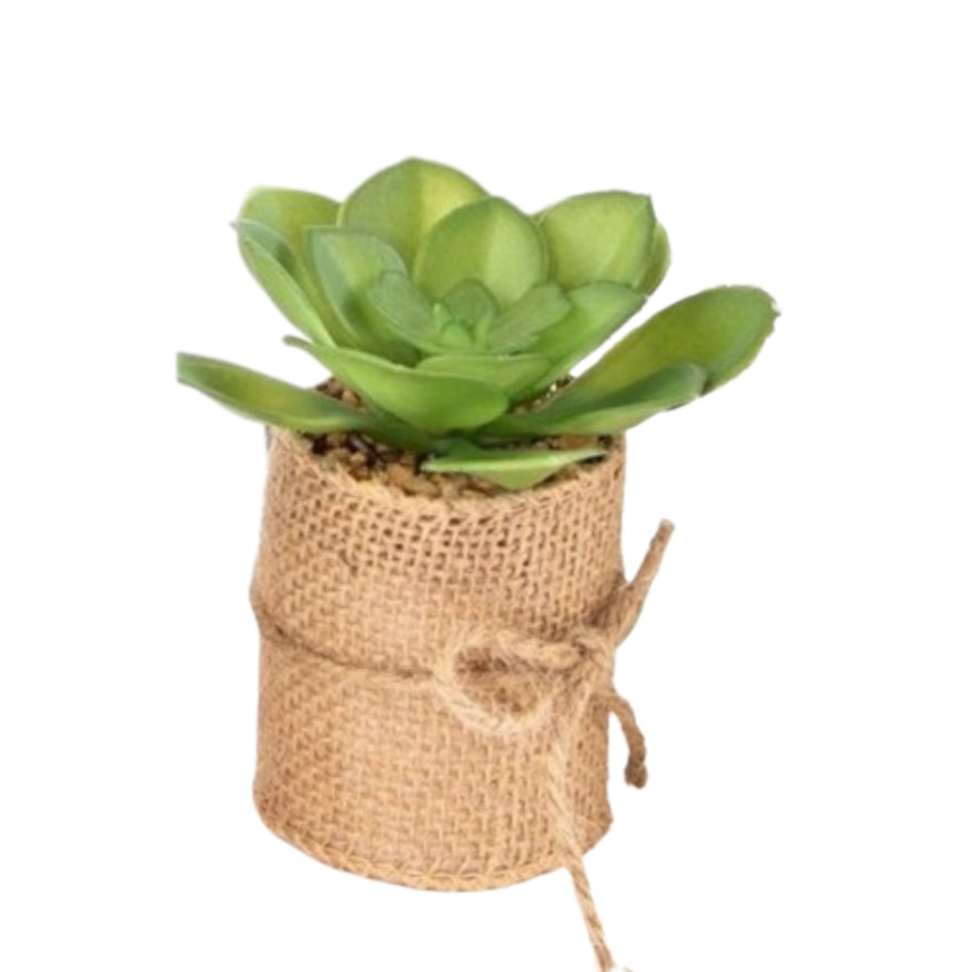 Succulent In Pot - Green