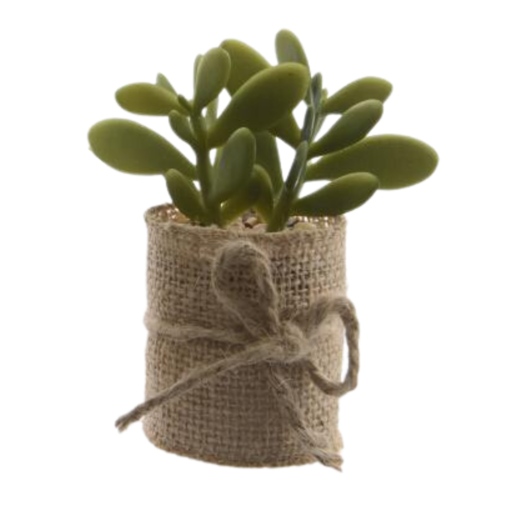 Succulent In Pot-Green