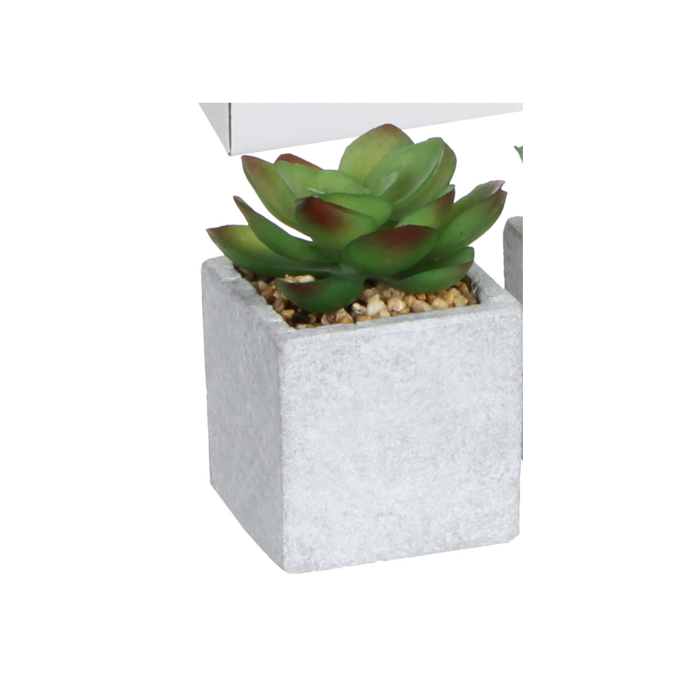 Succulent In Pot-Green