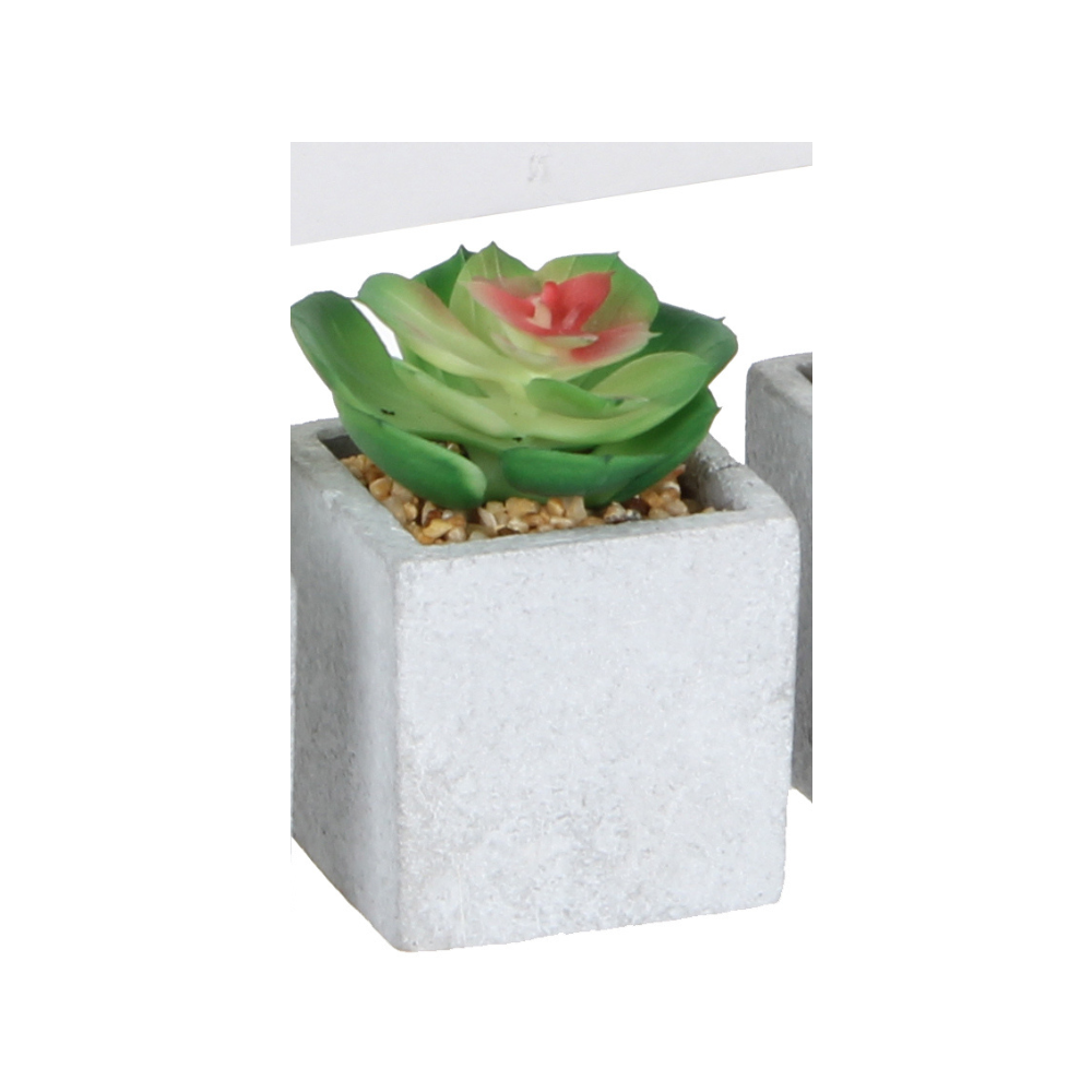 Succulent In Pot-Green