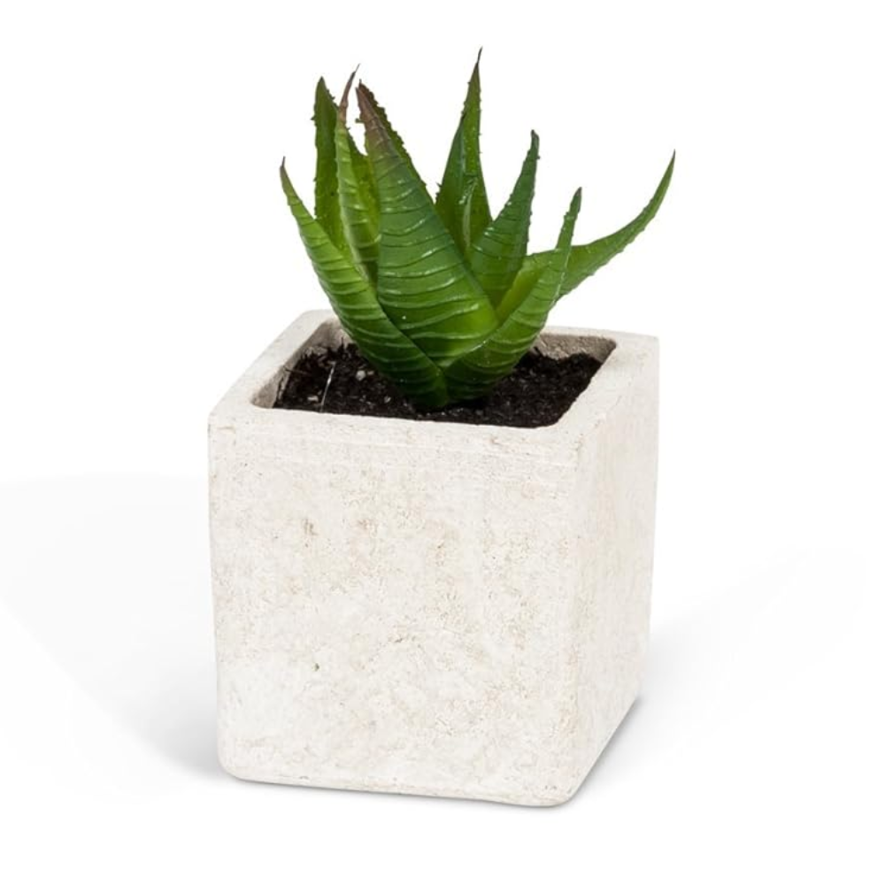 Succulent In Pot - Green