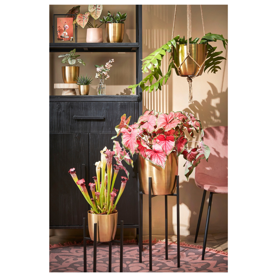 Ascot Outdoor Plant Stand (XL) - Black