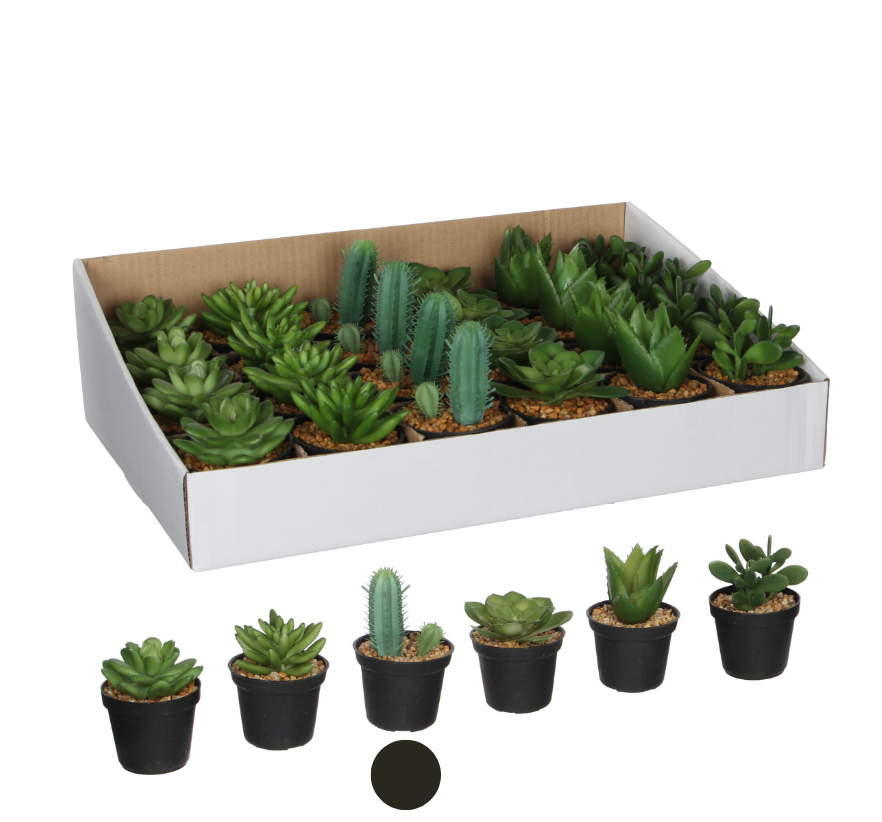Succulent In Pot - Green