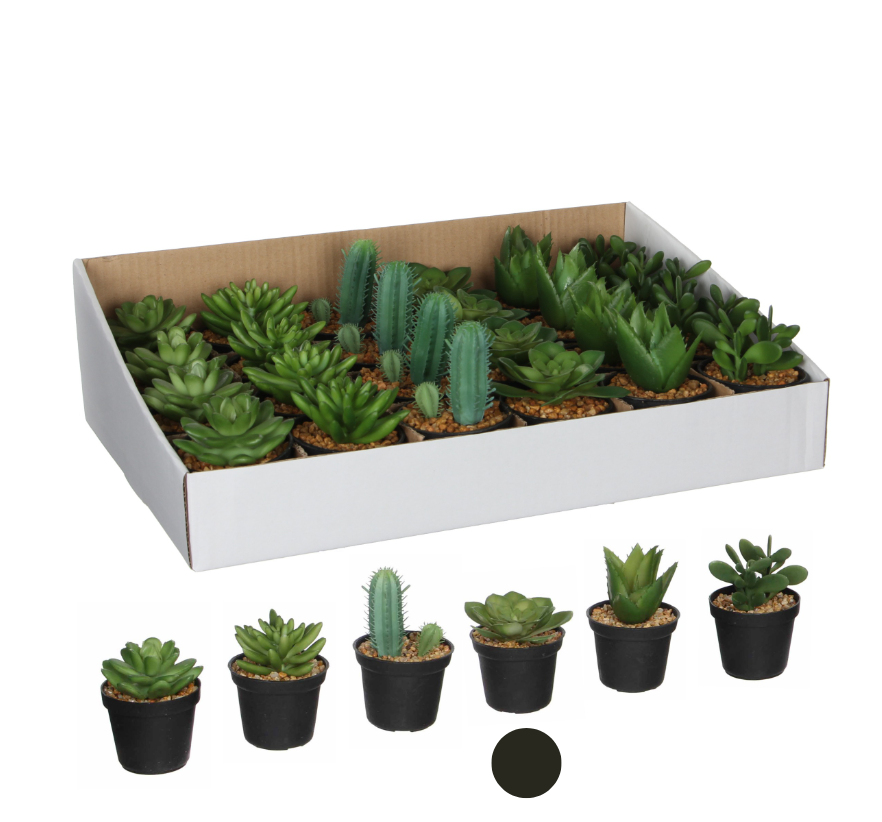 Succulent In Pot - Green