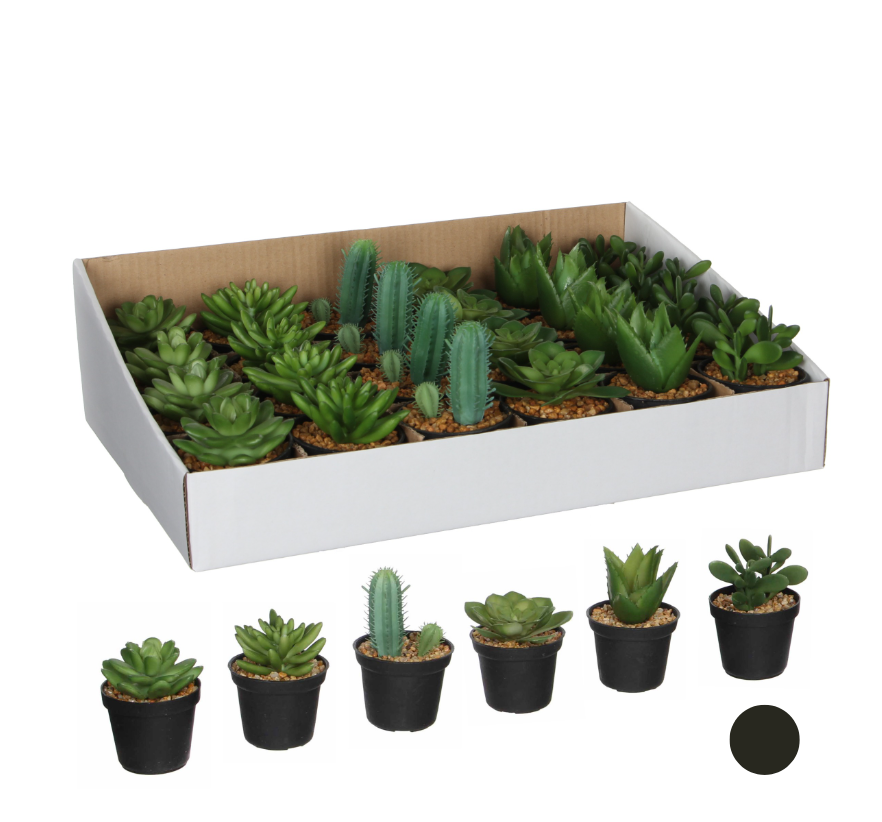 Succulent In Pot-Green