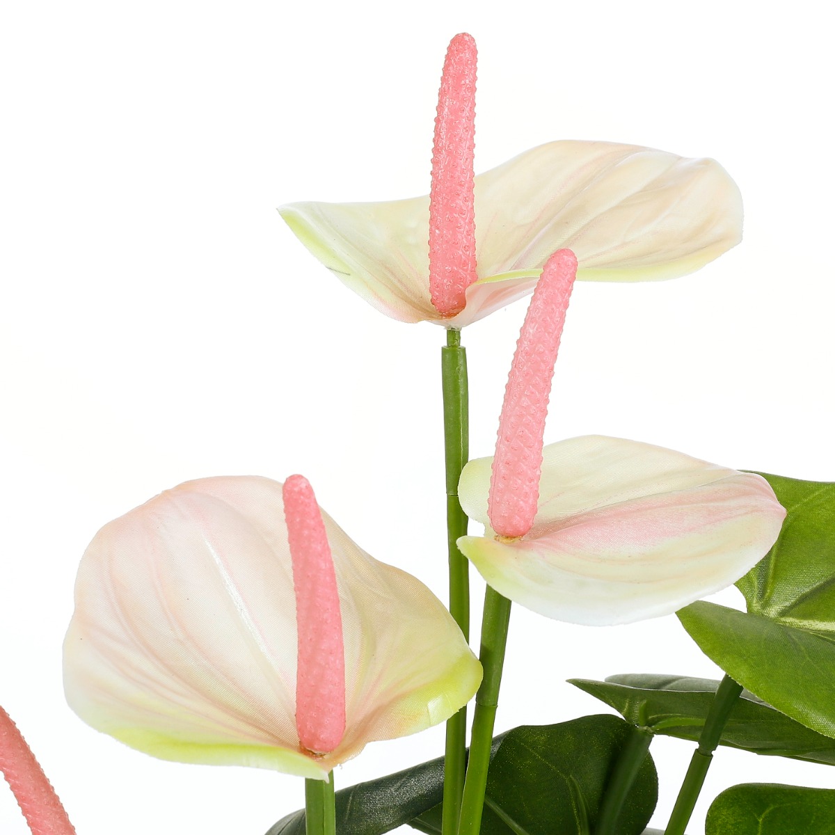 Anthurium In Pot-Pink