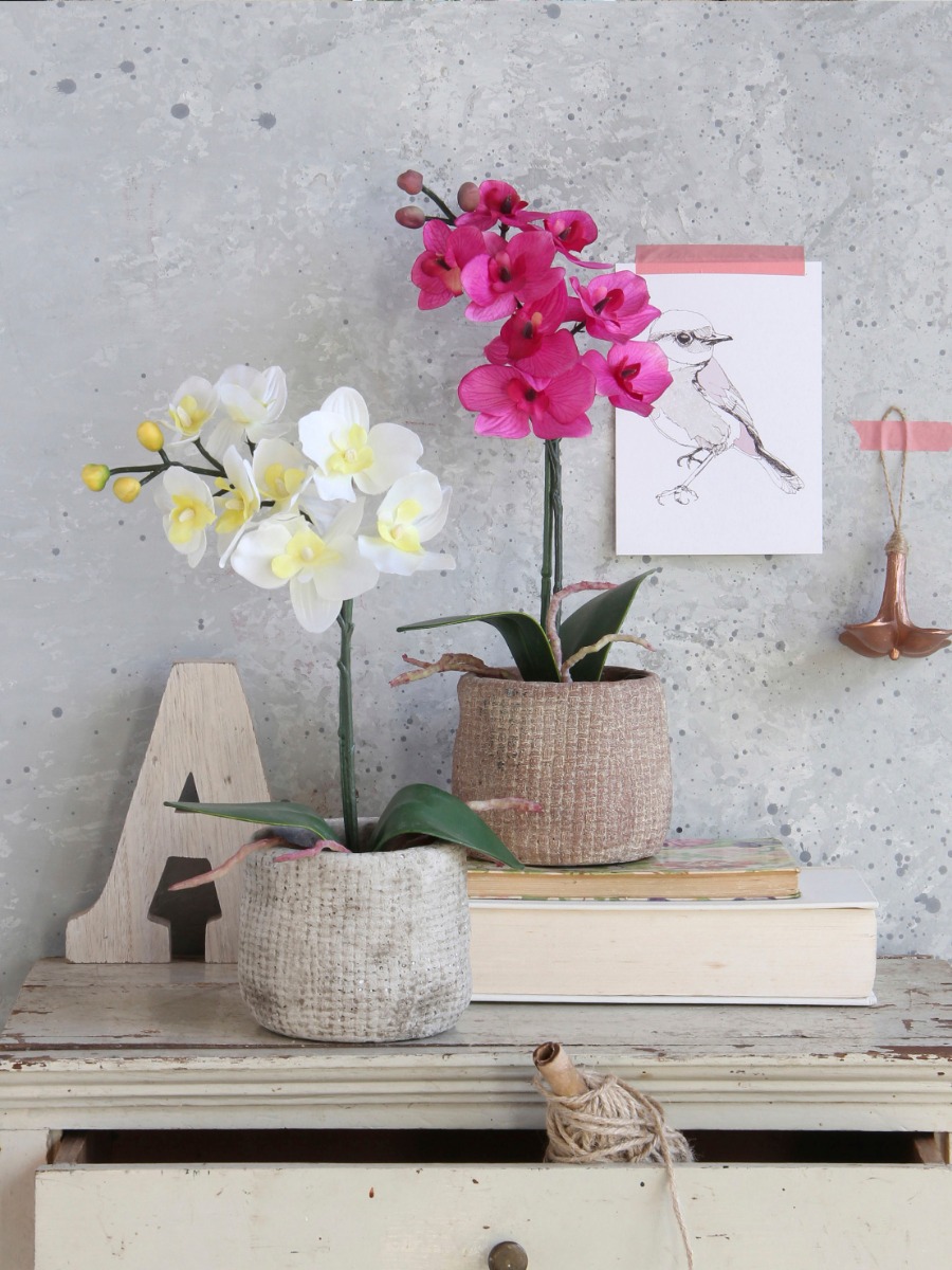 Phalaenopsis In Pot-Purple