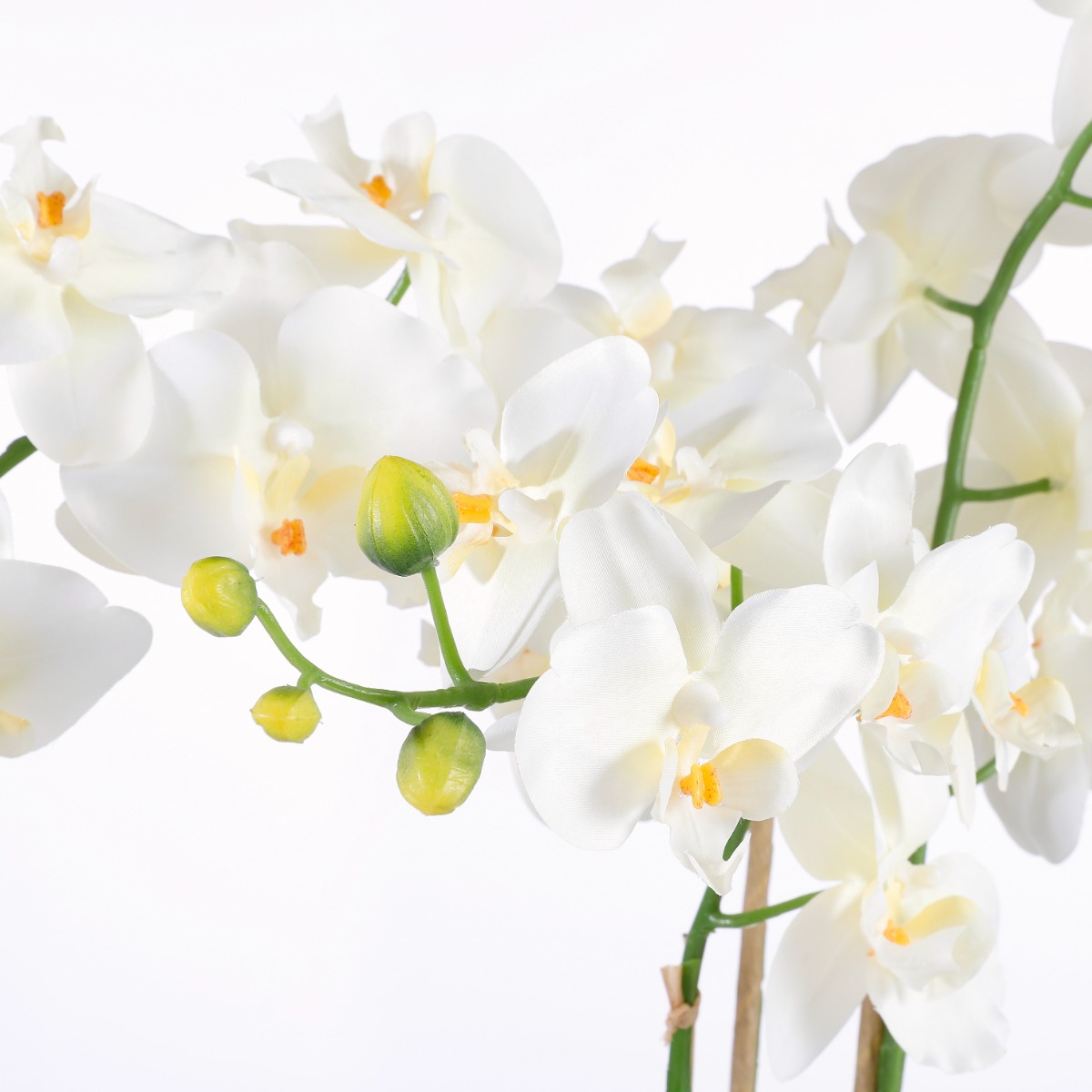 Phalaenopsis In Pot-White