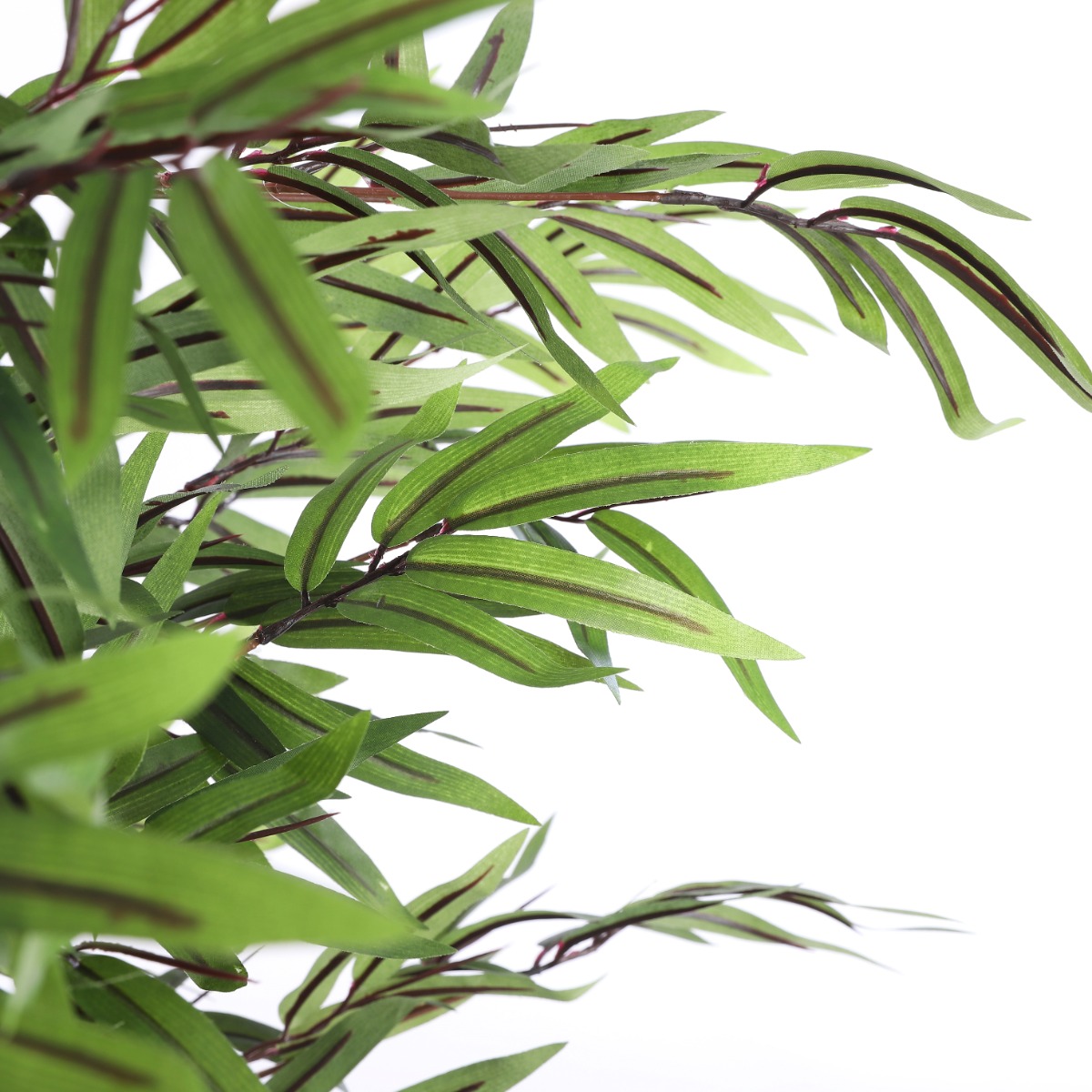 Bamboo Plant In Pot-Green