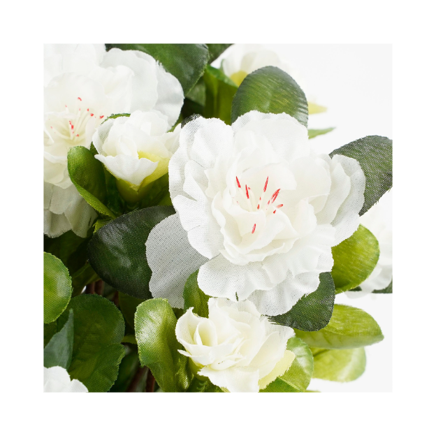 Azalea white in pot 