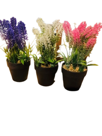 LAVENDER PLANTS IN POT-PACK OF 3 (PURPLE, PINK, WHITE)