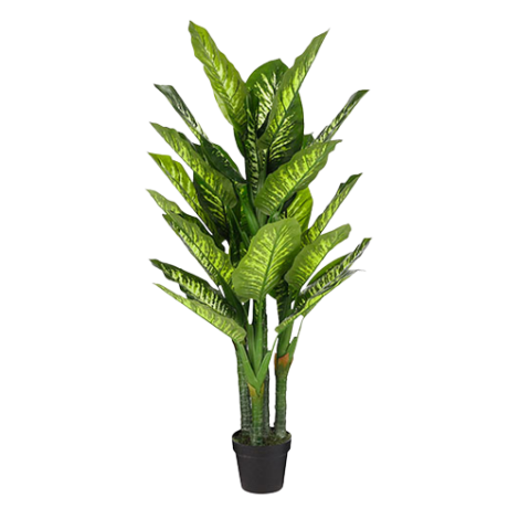 DIEFFENBACHIA PLANT IN POT GREEN POLYSTER-EDEL-1102069 SUNCOAST