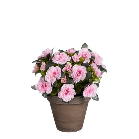 Suncoast Flower Plant In Pot Pink