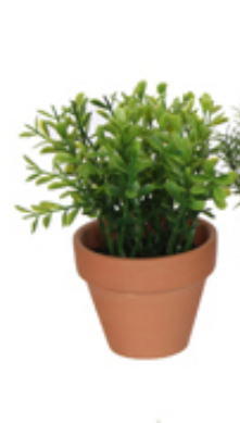 HERBS PLANT IN POT-EDEL-1030233-1 SUNCOAST