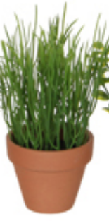 HERSBS PLANT IN POT-EDEL-1030233-3 SUNCOAST