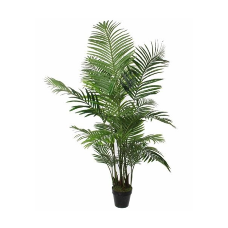 Areca Palm in Pot Green