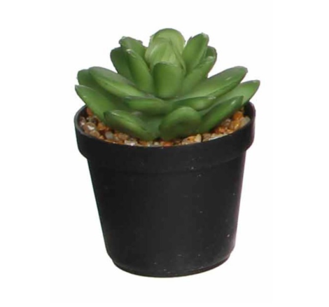 Succulent Plant In Pot Green