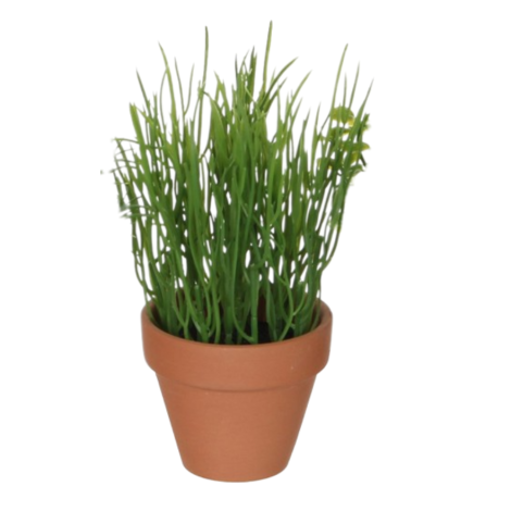 HERSBS PLANT IN POT-EDEL-1030233-3 SUNCOAST