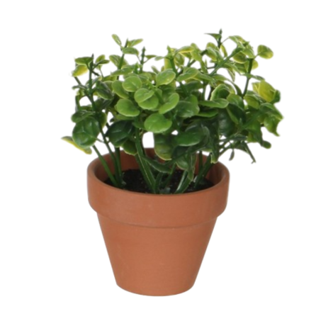 Herb In Pot-Green 