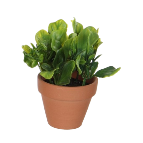 Herb in pot Green