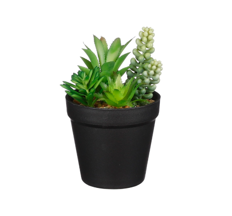 Succulent In Pot-Green