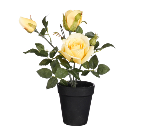 Rose In Pot-Yellow