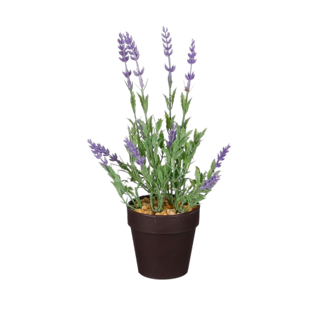 Lavender In Pot Purple
