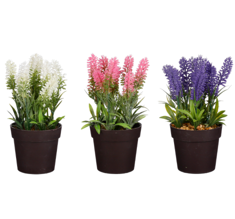 Lavender Plant In Pot Pack of 3 (Purple, Pink , White)