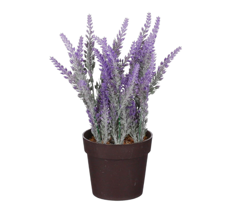 Lavender In Pot Purple