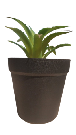 SUCCULENT PLANT IN POT GREEN-EDEL-1108475 SUNCOAST