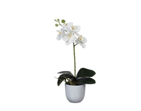 PHALAENOPSIS PLANT IN POT WHITE-EDEL-949938 SUNCOAST