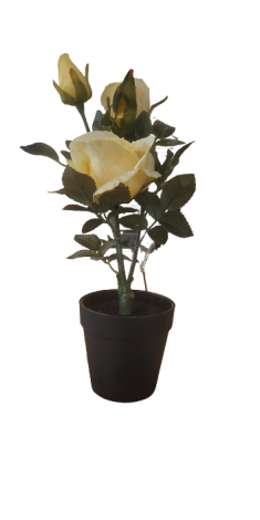 ROSE PLANT IN POT EDEL-1108566-SUNCOAST
