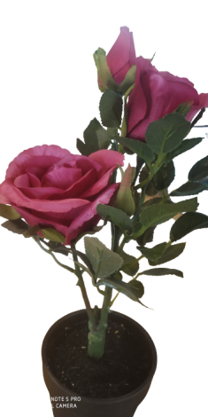 ROSE IN POT PLANT-EDEL-1108562 SUNCOAST