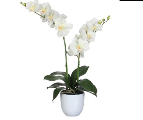 PHALAENOPSIS PLANT IN POT WHITE-EDEL-950161 SUNCOAST