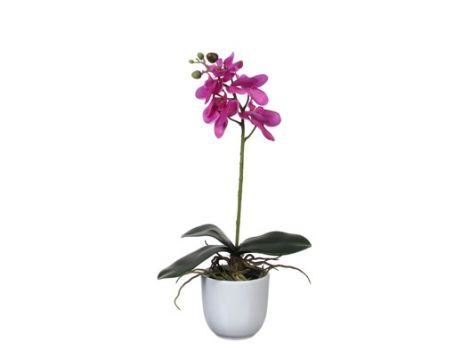 Phalaenopsis In Pot Purple