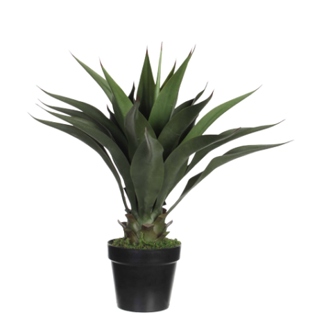 Agave In Pot Green 