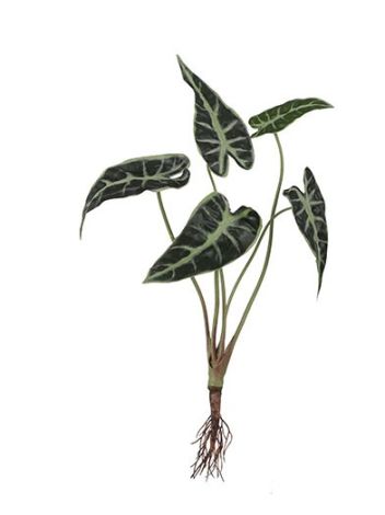 Alocasia with Roots-Green