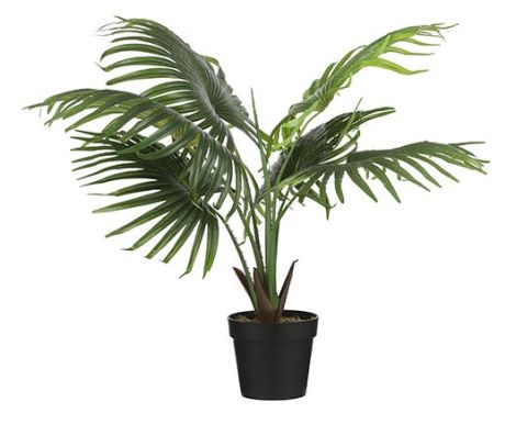 Palm In Pot Green
