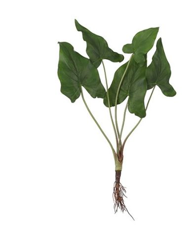 SYNGONIUM PLANT WITH ROOTS GREEN-SUNCOAST