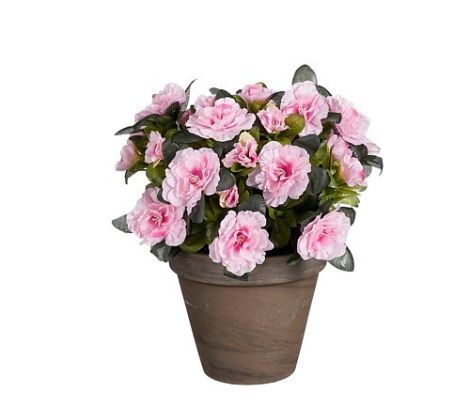 PLANT IN POT PINK-EDEL-1139013 SUNCOAST